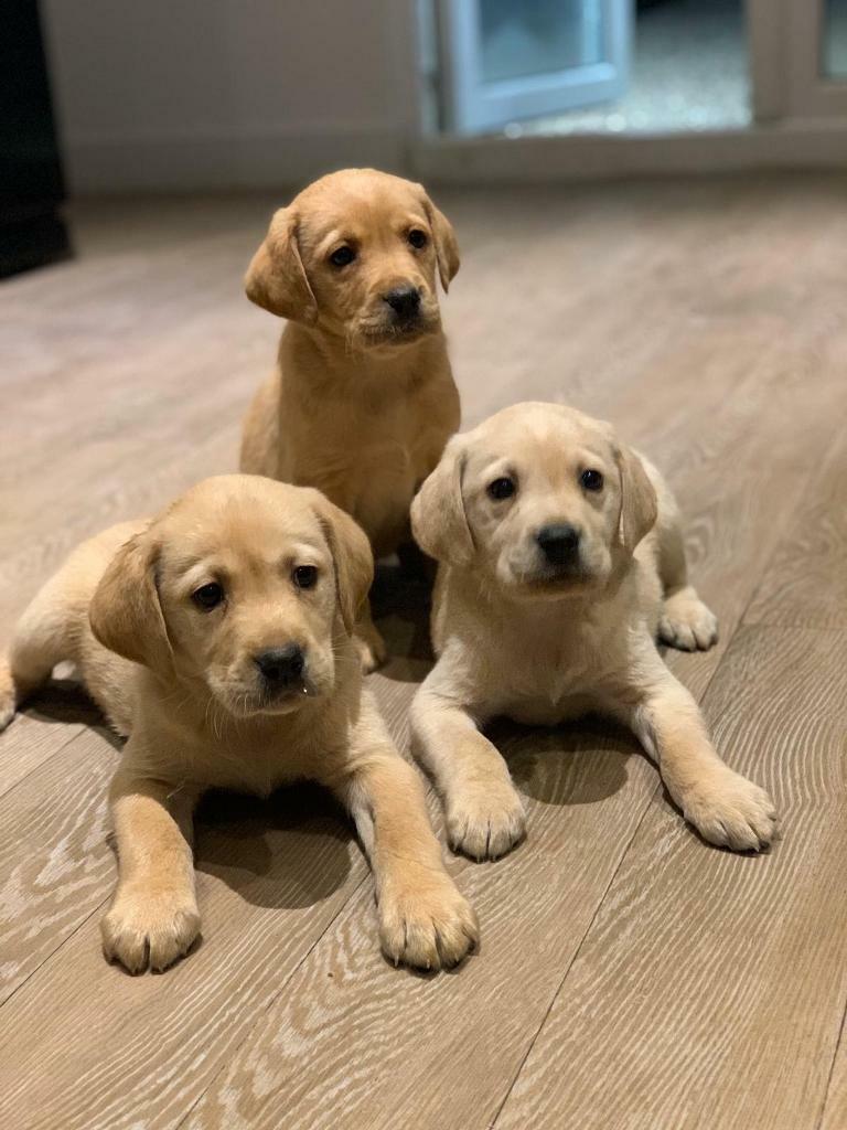 labrador puppies for sale on gumtree